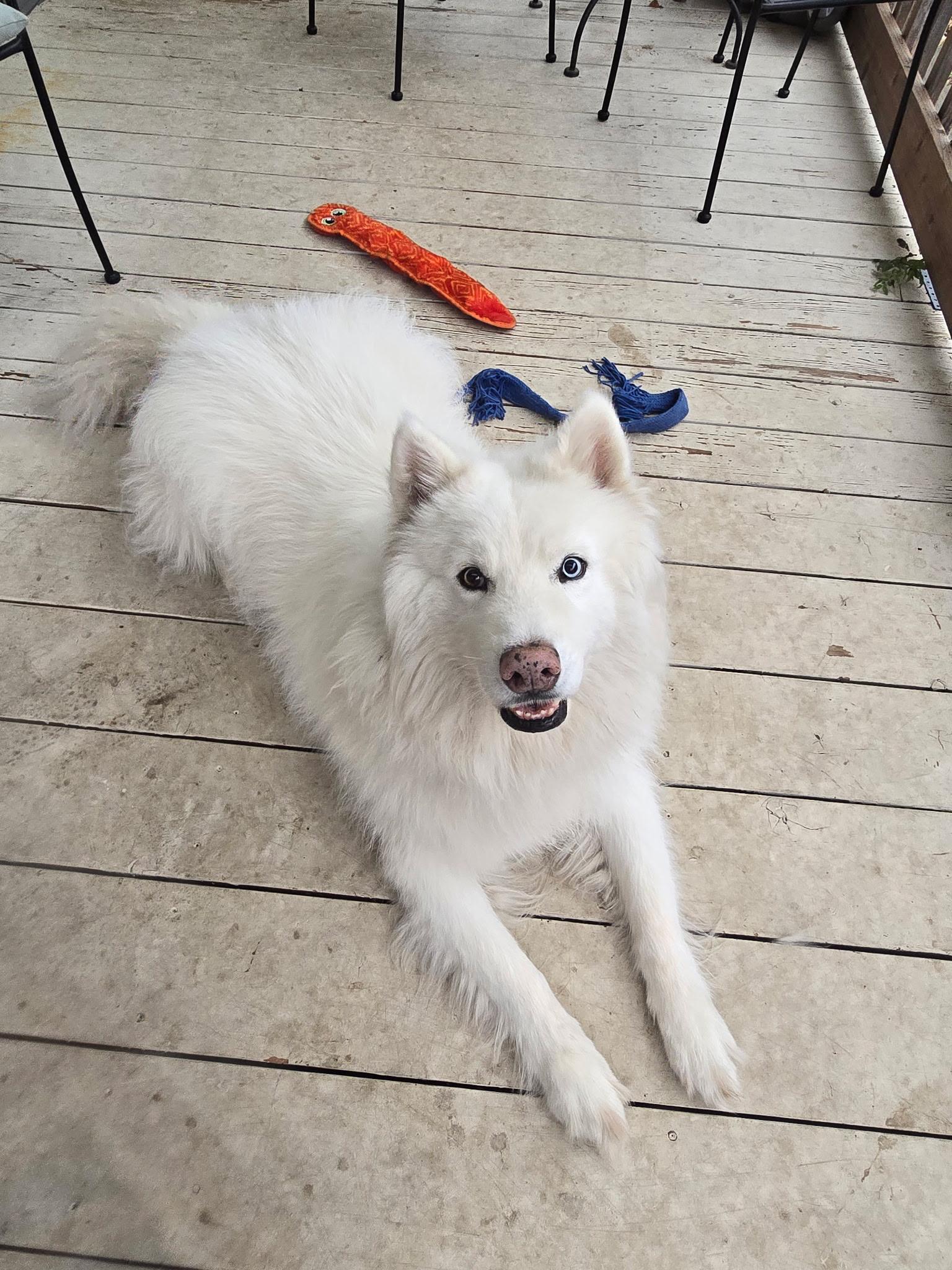 Enlarge Wylie, a Adoptable Samoyed in San Rafael, CA image 3/4