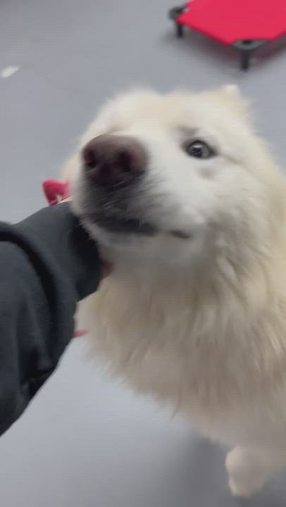 Enlarge Wylie, a Adoptable Samoyed in San Rafael, CA video 4/4