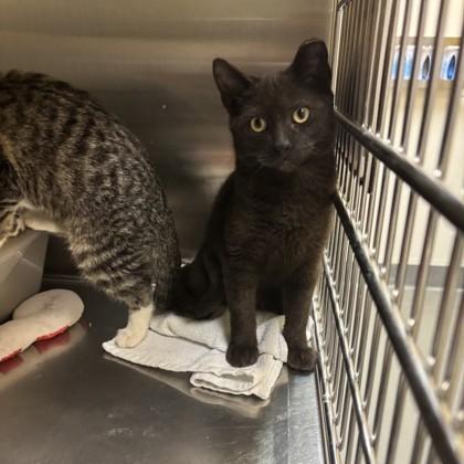 Raja, Adoptable, Young Male Domestic Short Hair & Domestic Short Hair.