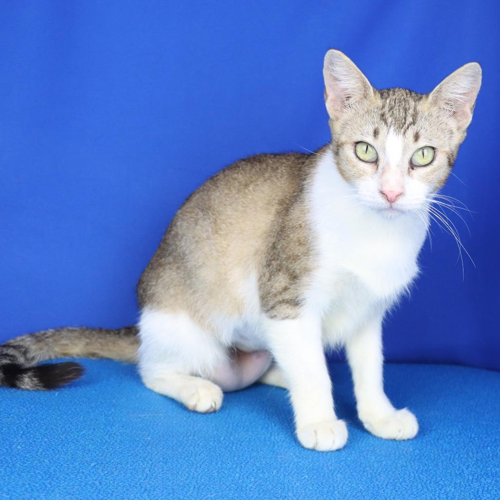 Sawyer - 081913U, Adoptable, Adult Female Domestic Short Hair.