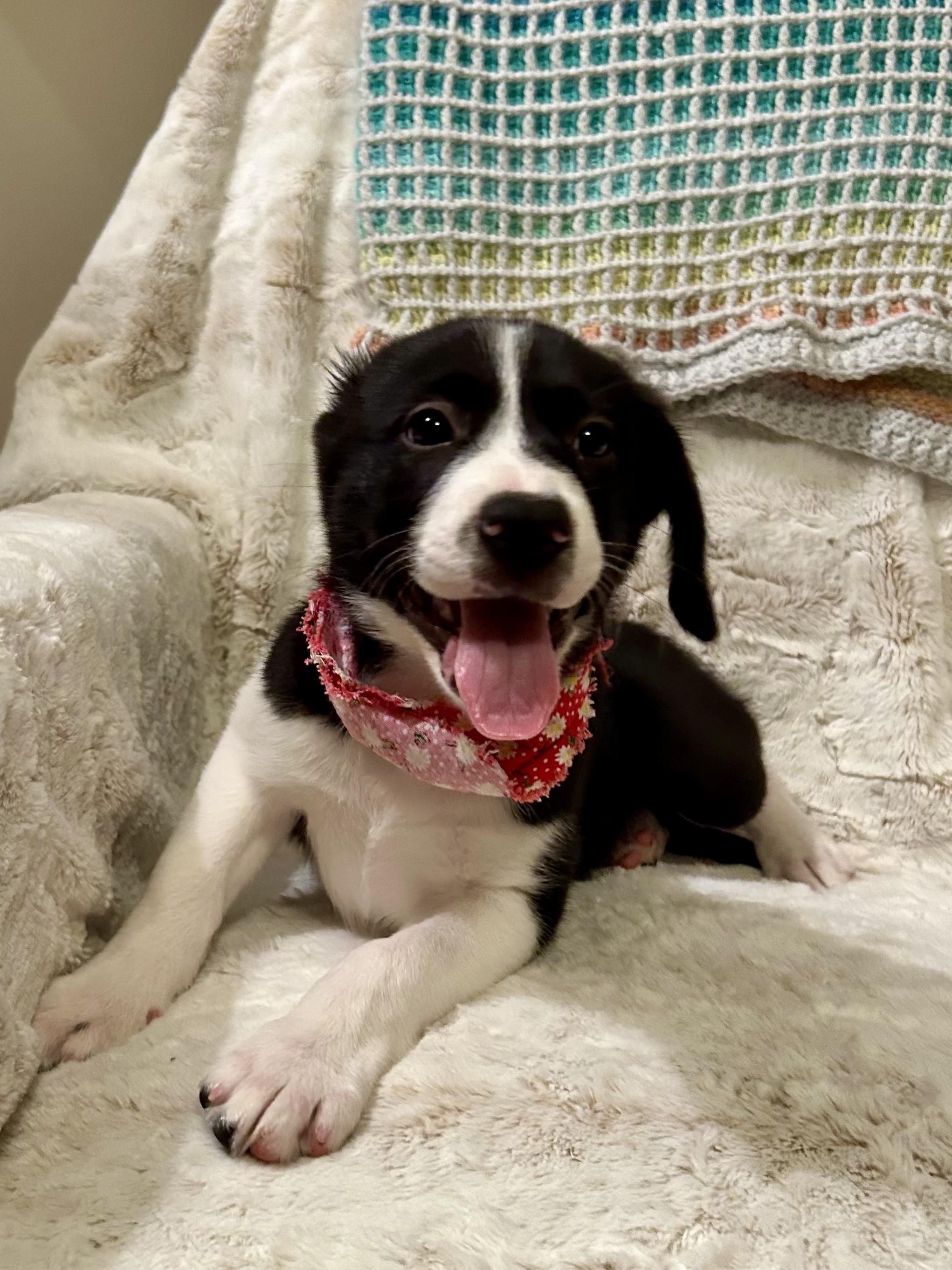 Enlarge Hannah, a Adoptable mixed breed in Hartford, CT image 1/6