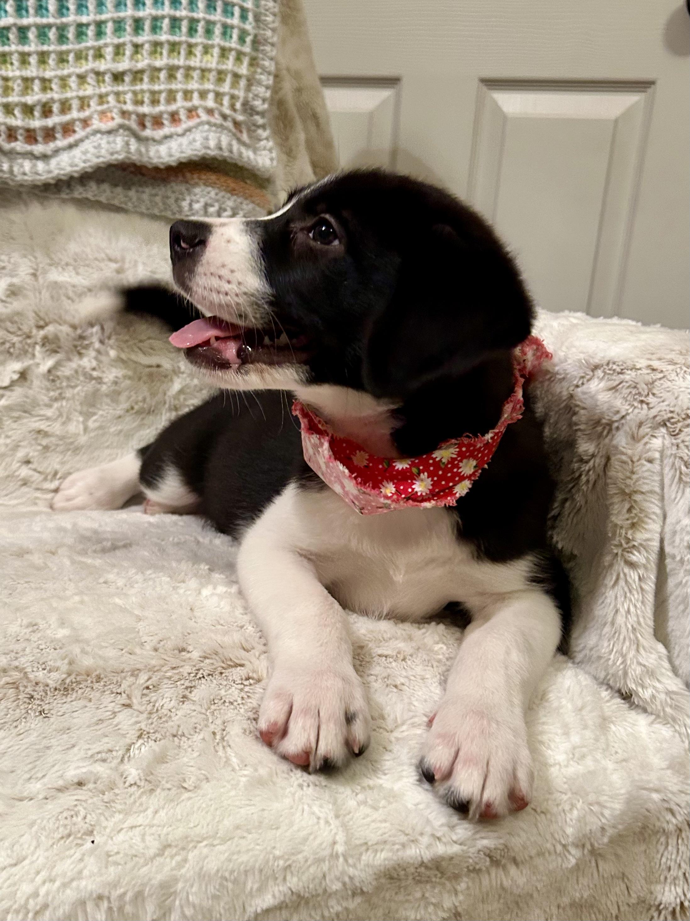 Enlarge Hannah, a Adoptable mixed breed in Hartford, CT image 3/6