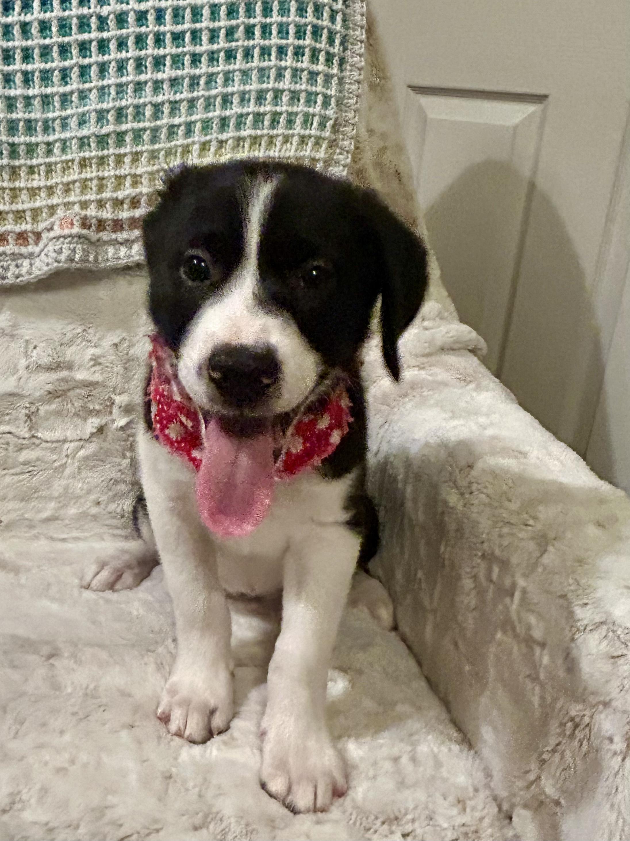 Enlarge Hannah, a Adoptable mixed breed in Hartford, CT image 2/6