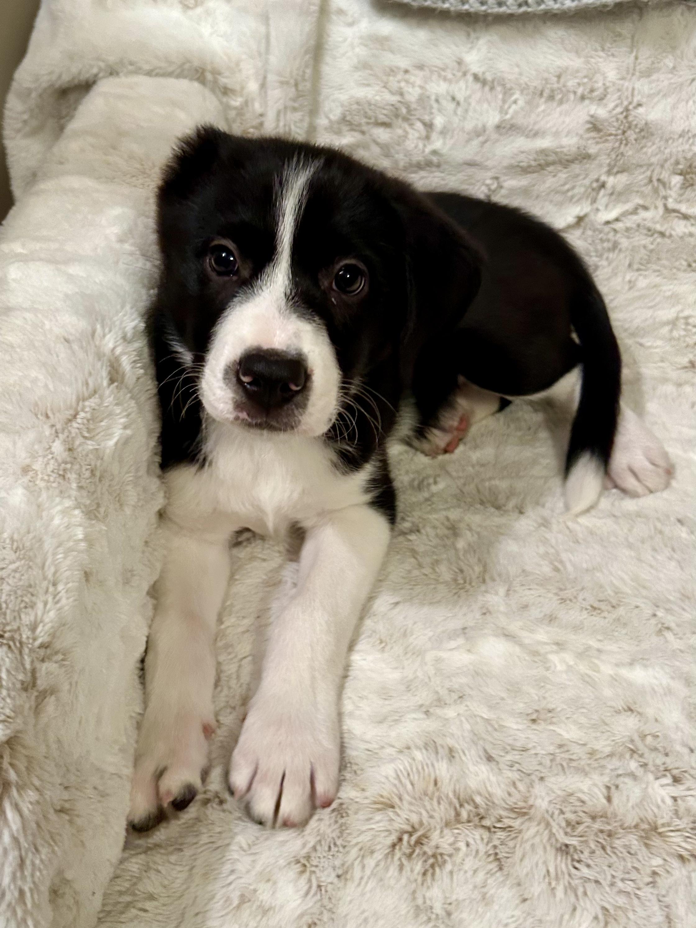 Enlarge Hannah, a Adoptable mixed breed in Hartford, CT image 4/6