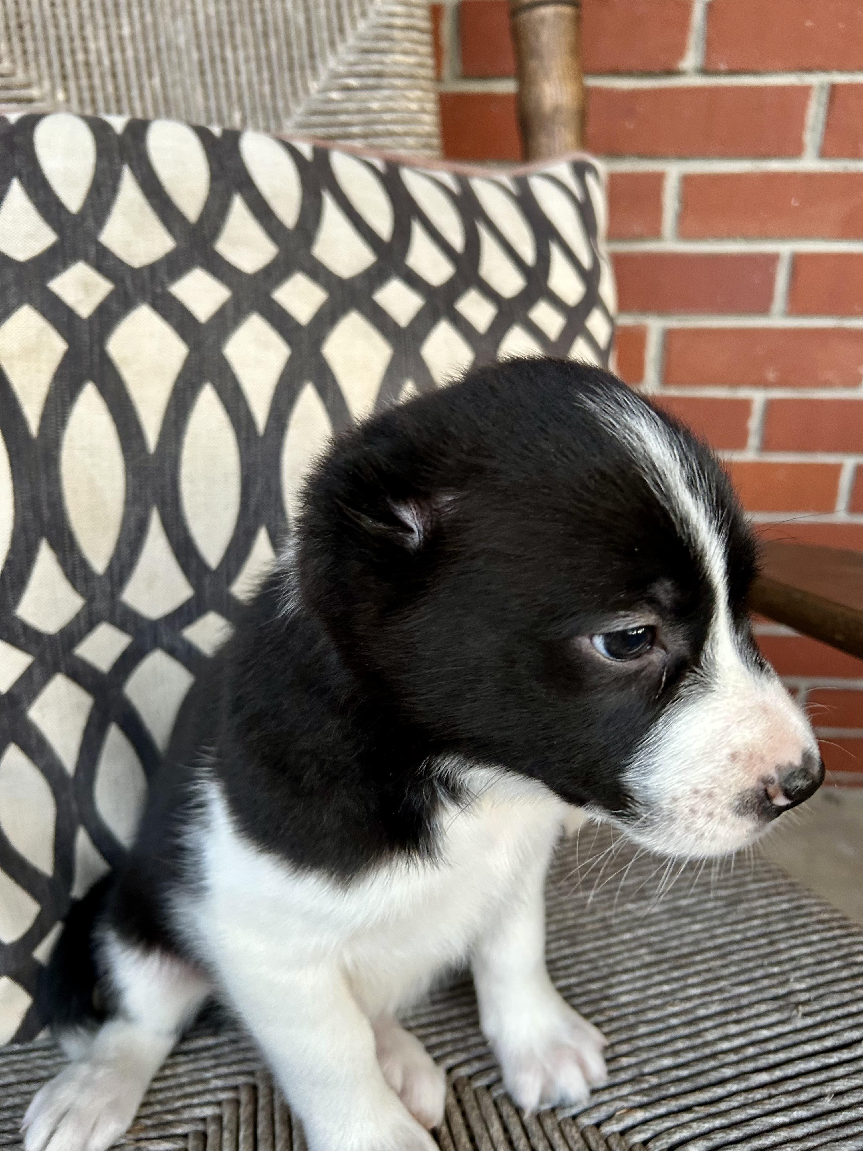 Enlarge Hannah, a Adoptable mixed breed in Hartford, CT image 6/6