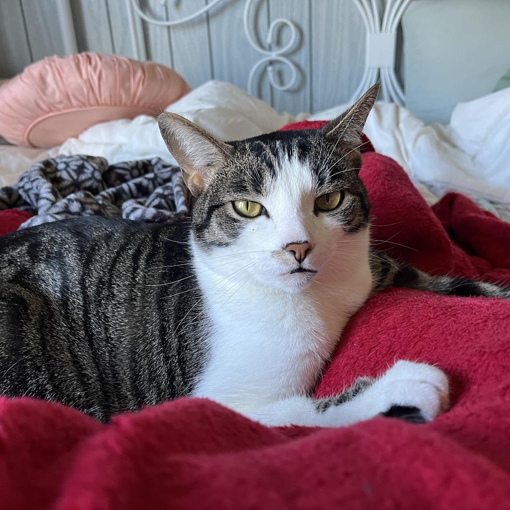 Lizzie, Adoptable, Adult Female Domestic Short Hair.