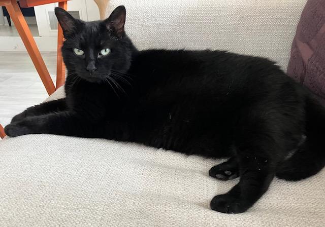 Dante - Super Friendly!, an adopted mixed breed in Holland, MI image 5/6