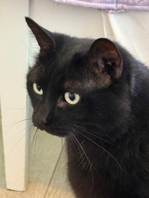 Dante - Super Friendly!, an adopted mixed breed in Holland, MI image 4/6