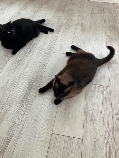 Dante - Super Friendly!, an adopted mixed breed in Holland, MI image 6/6