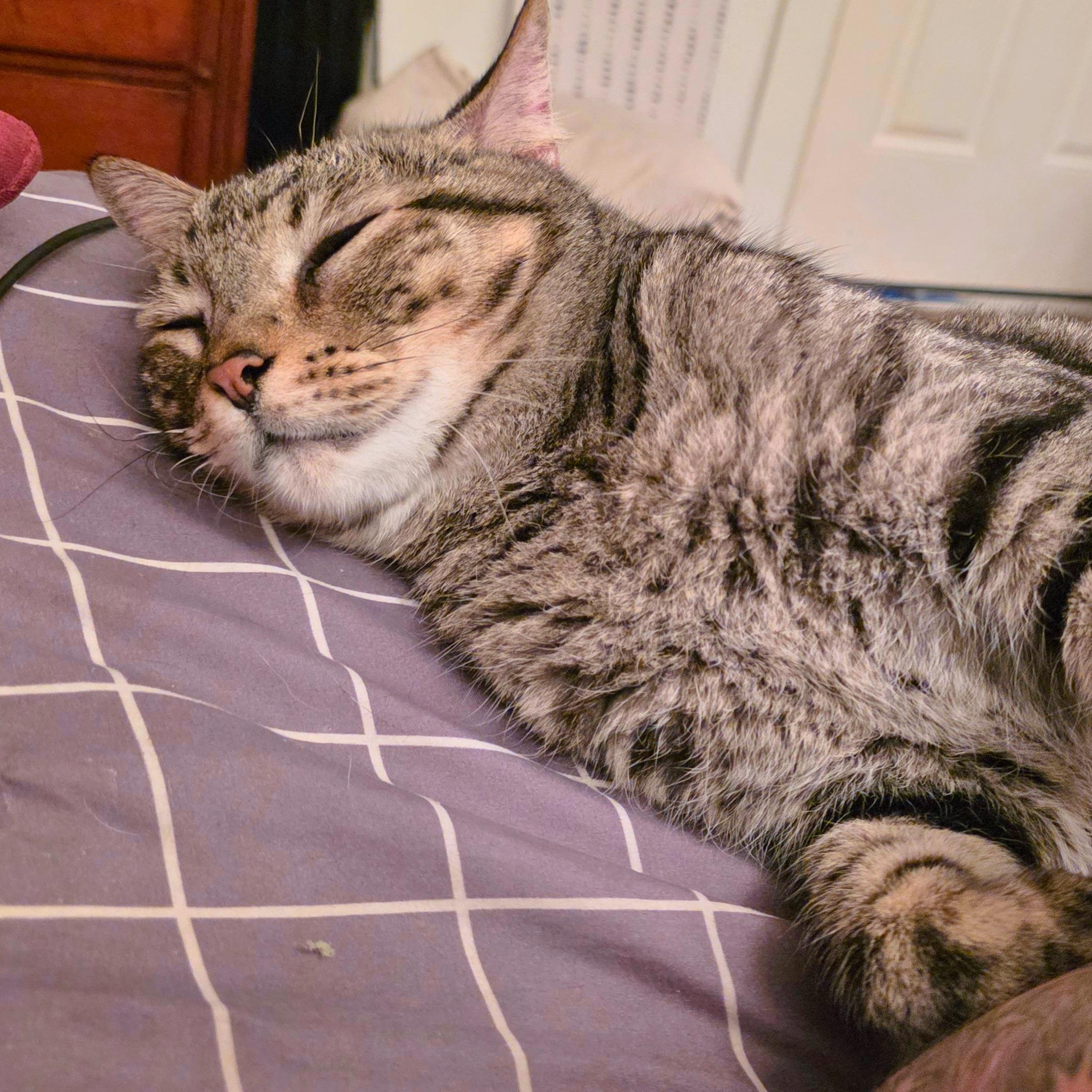 Enlarge Lance, an adoptable Domestic Short Hair in Ridgway, CO image 2/6