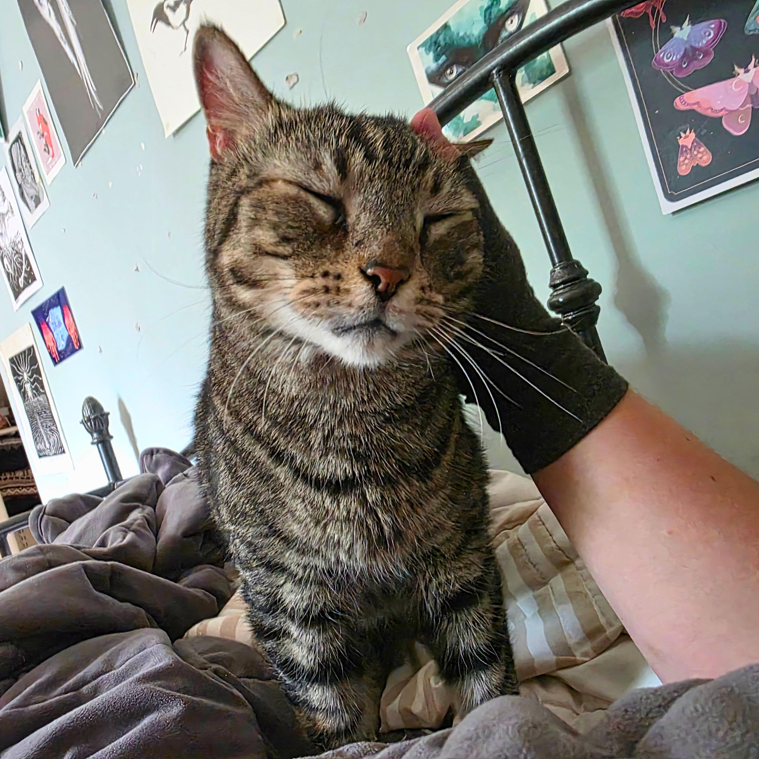 Enlarge Lance, an adoptable Domestic Short Hair in Ridgway, CO image 1/6
