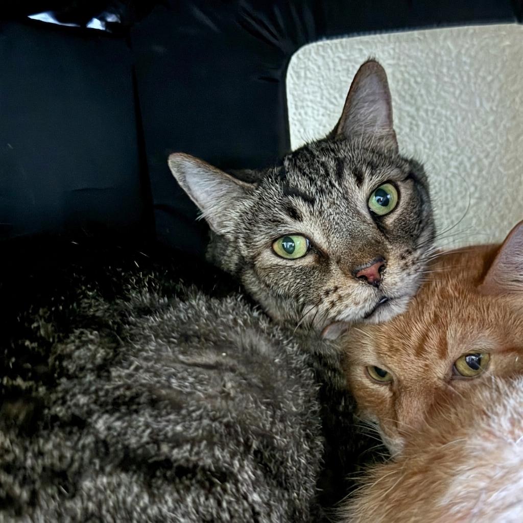 Lance, Adoptable, Senior Male Domestic Short Hair.