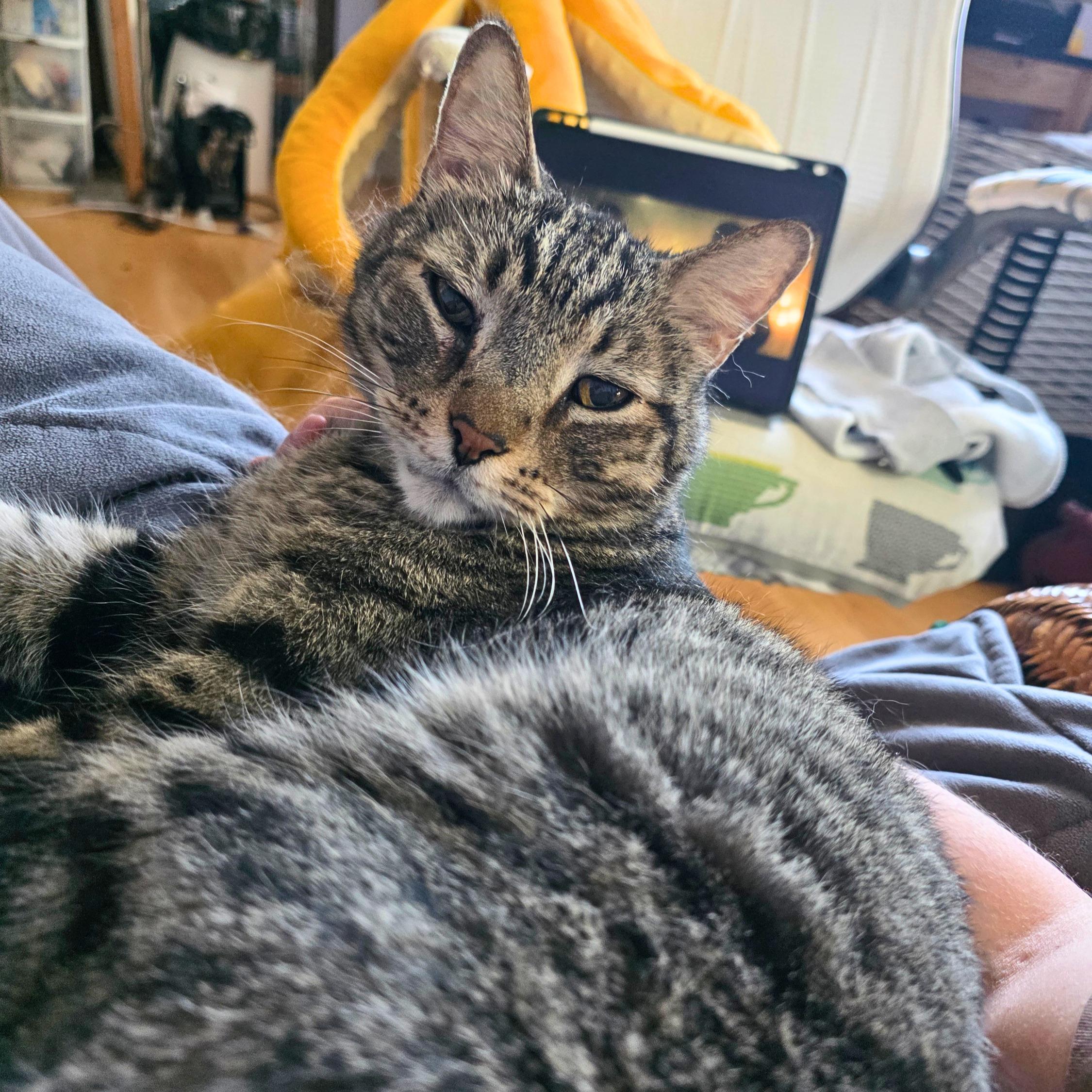 Enlarge Lance, an adoptable Domestic Short Hair in Ridgway, CO image 4/6