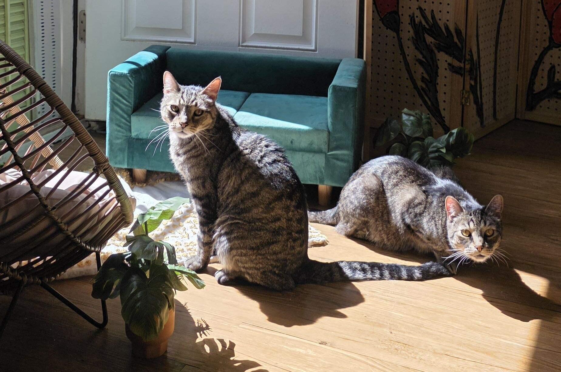Enlarge Cooper, a Adoptable Domestic Short Hair in Ridgway, CO image 2/5
