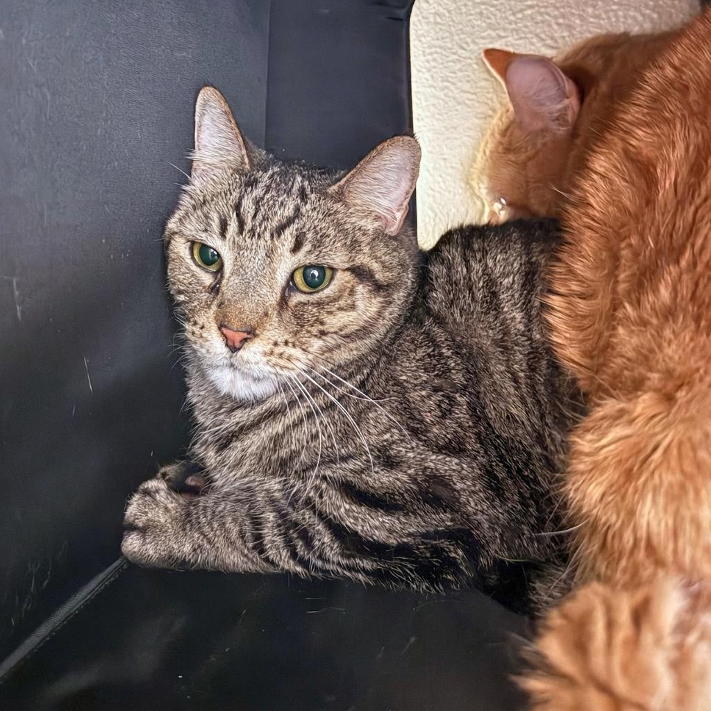 Enlarge Lance, a Adoptable Domestic Short Hair in Ridgway, CO image 2/2