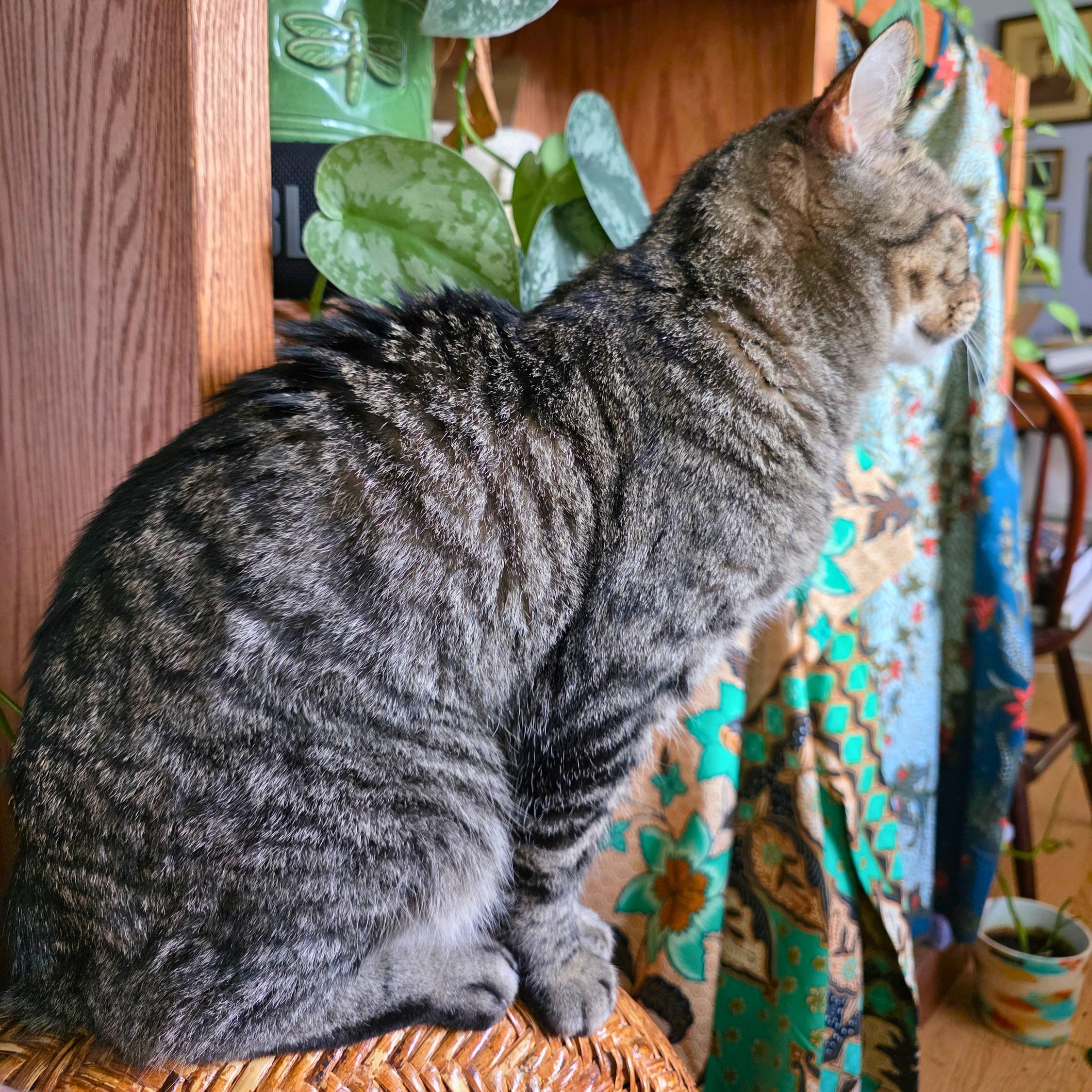 Enlarge Lance, an adoptable Domestic Short Hair in Ridgway, CO image 5/6