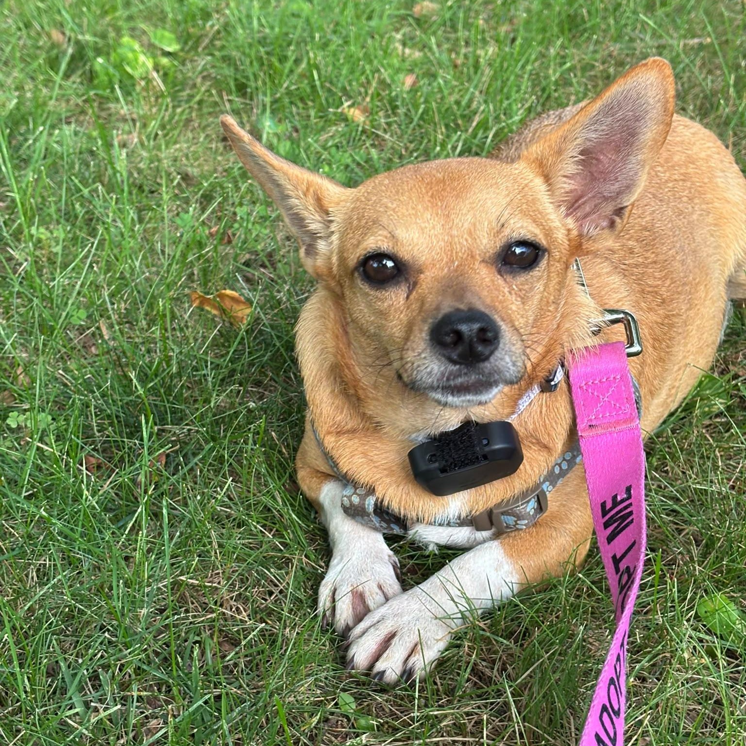 Vana, a ADOPTABLE mixed breed in Baltimore, MD image 2/3