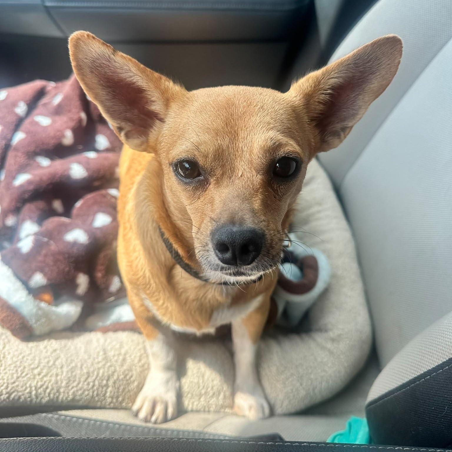 Vana, a ADOPTABLE mixed breed in Baltimore, MD image 1/3