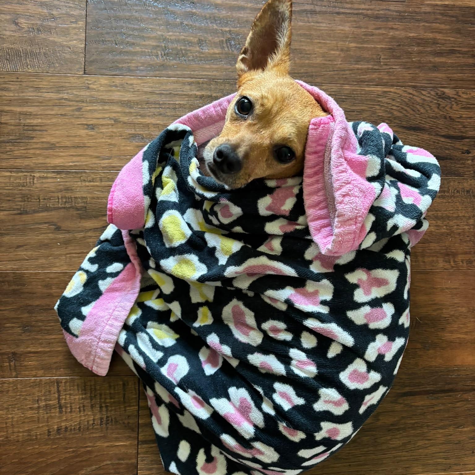 Vana, a ADOPTABLE mixed breed in Baltimore, MD image 3/3