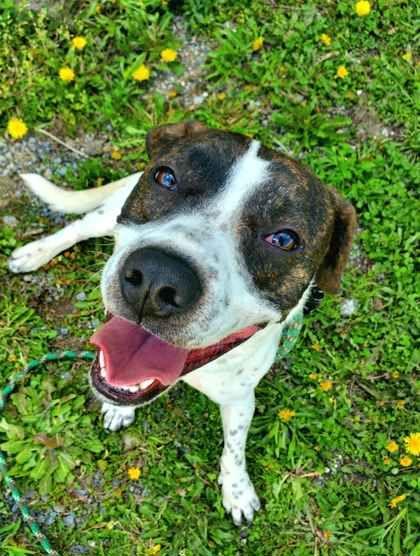 Enlarge Peter, a ADOPTABLE mixed breed in Williamsport, PA image 1/3