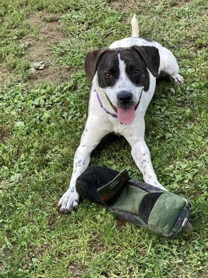 Enlarge Peter, a ADOPTABLE mixed breed in Williamsport, PA image 3/3