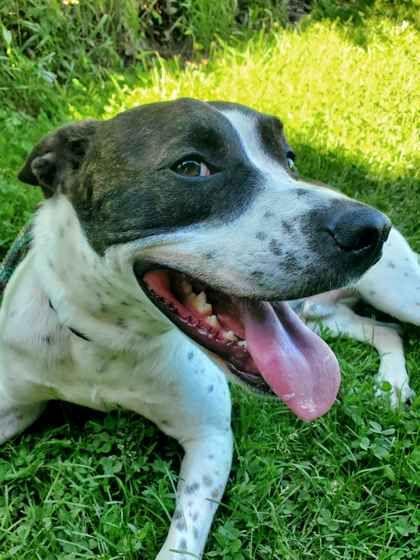 Enlarge Peter, a ADOPTABLE mixed breed in Williamsport, PA image 2/3