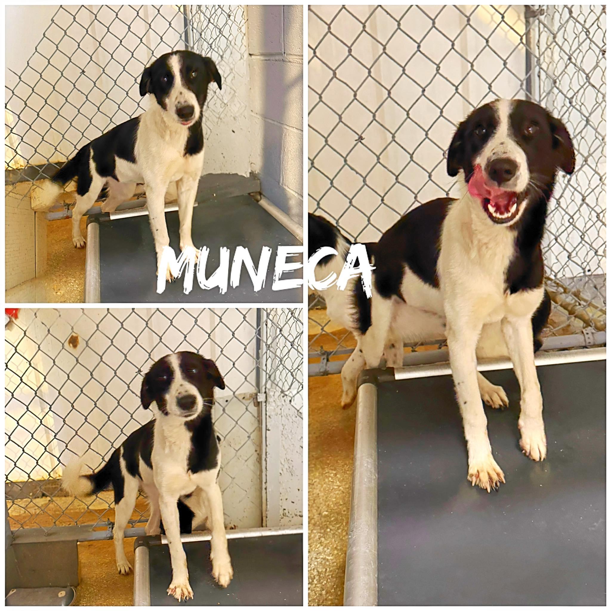 Enlarge Muneca, a ADOPTABLE Terrier in Saint James, MO image 2/2