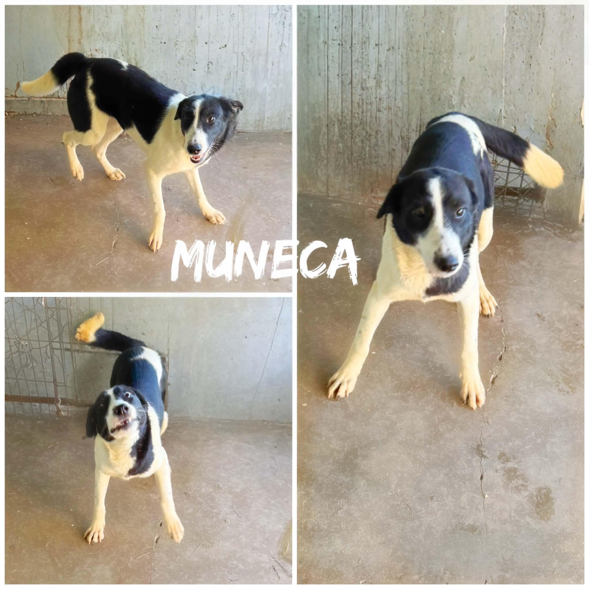 Muneca, ADOPTABLE, Young Female Terrier.