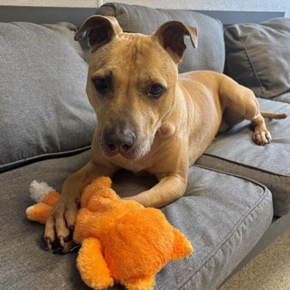 Enlarge Chi Lynn, an adoptable mixed breed in Lansing, MI image 3/5