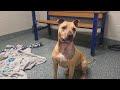 Enlarge Chi Lynn, an adoptable mixed breed in Lansing, MI image 5/5