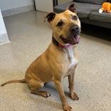 Chi Lynn, adoptable, Adult Female Mixed Breed.
