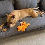 Enlarge Chi Lynn, an adoptable mixed breed in Lansing, MI image 2/5