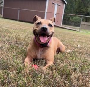 Enlarge Chi Lynn, an adoptable mixed breed in Lansing, MI image 4/5