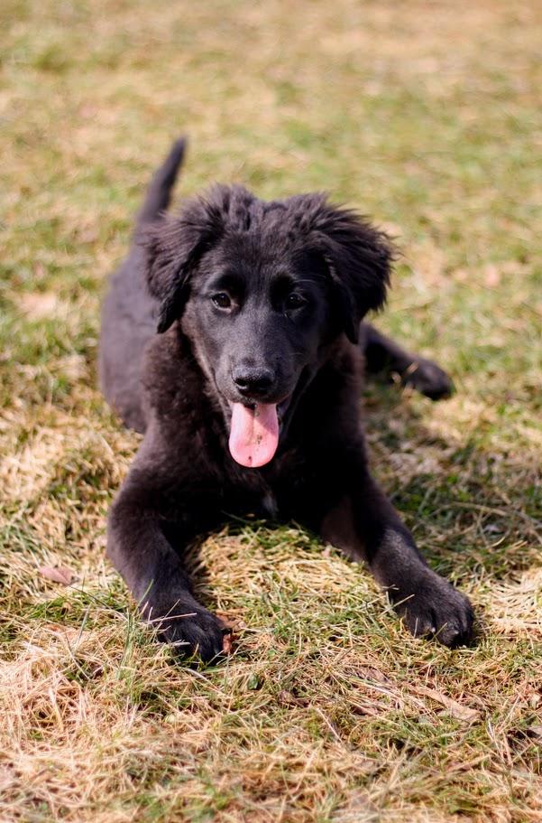 Enlarge Dorothy, an adopted mixed breed in Battle Creek, MI image 2/4