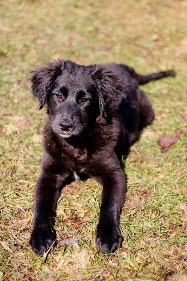 Enlarge Dorothy, an adopted mixed breed in Battle Creek, MI image 1/4
