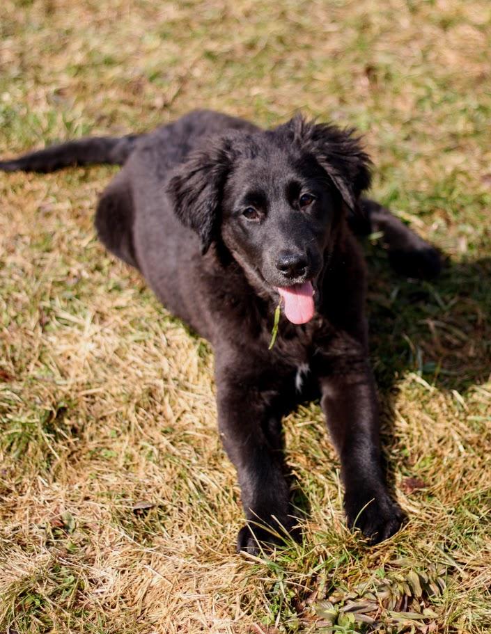 Enlarge Dorothy, an adopted mixed breed in Battle Creek, MI image 4/4