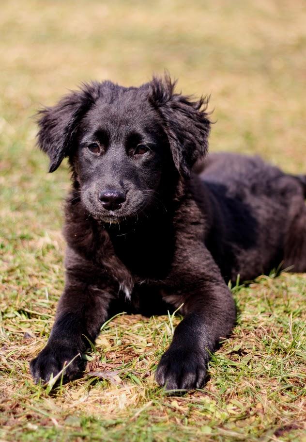 Enlarge Dorothy, an adopted mixed breed in Battle Creek, MI image 3/4