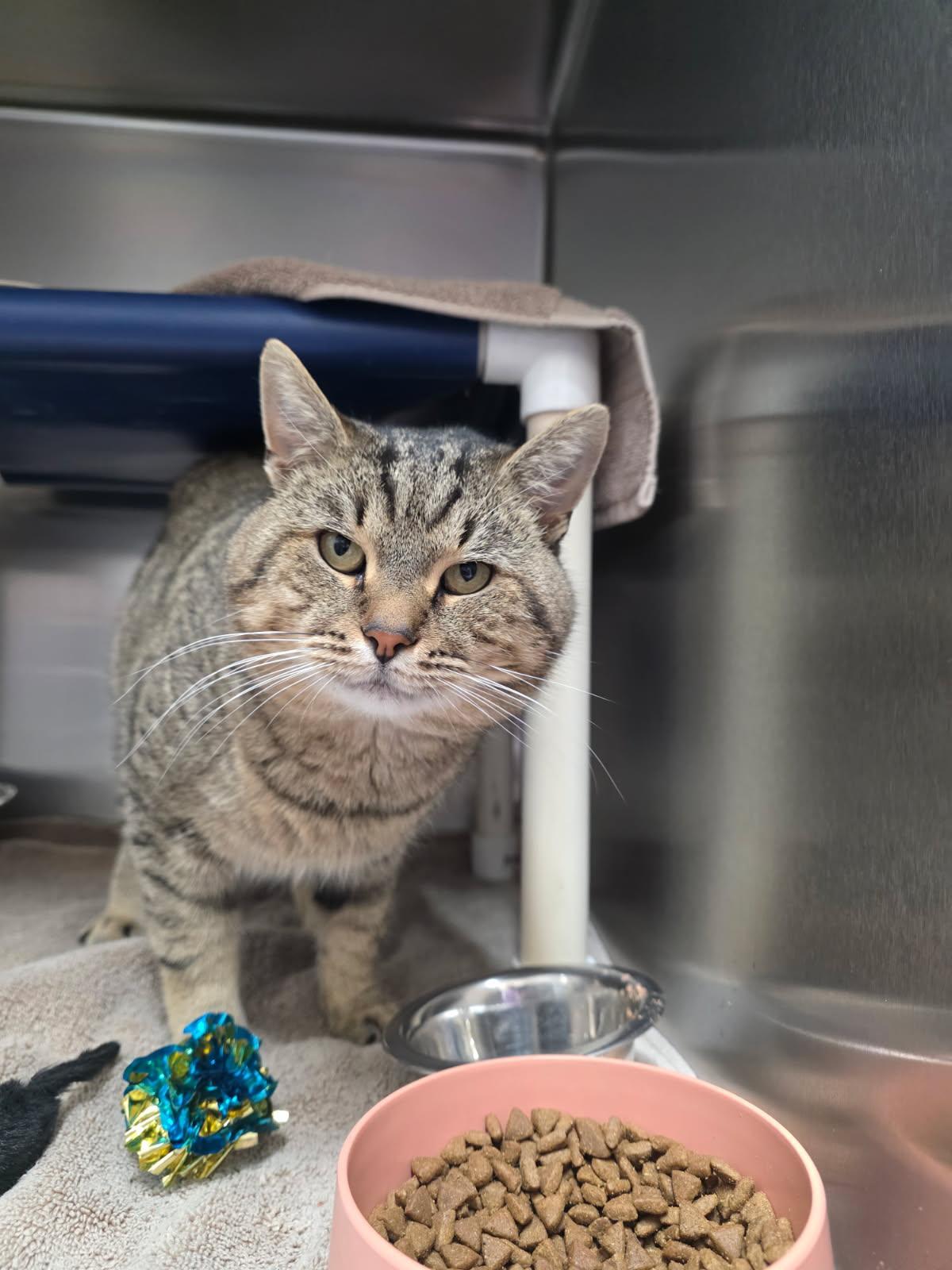 Ziggy, Adoptable, Adult Male Domestic Short Hair.