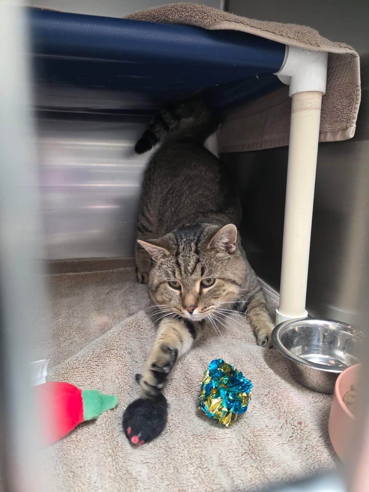 Ziggy, a Adoptable Domestic Short Hair in Culpeper, VA image 2/6