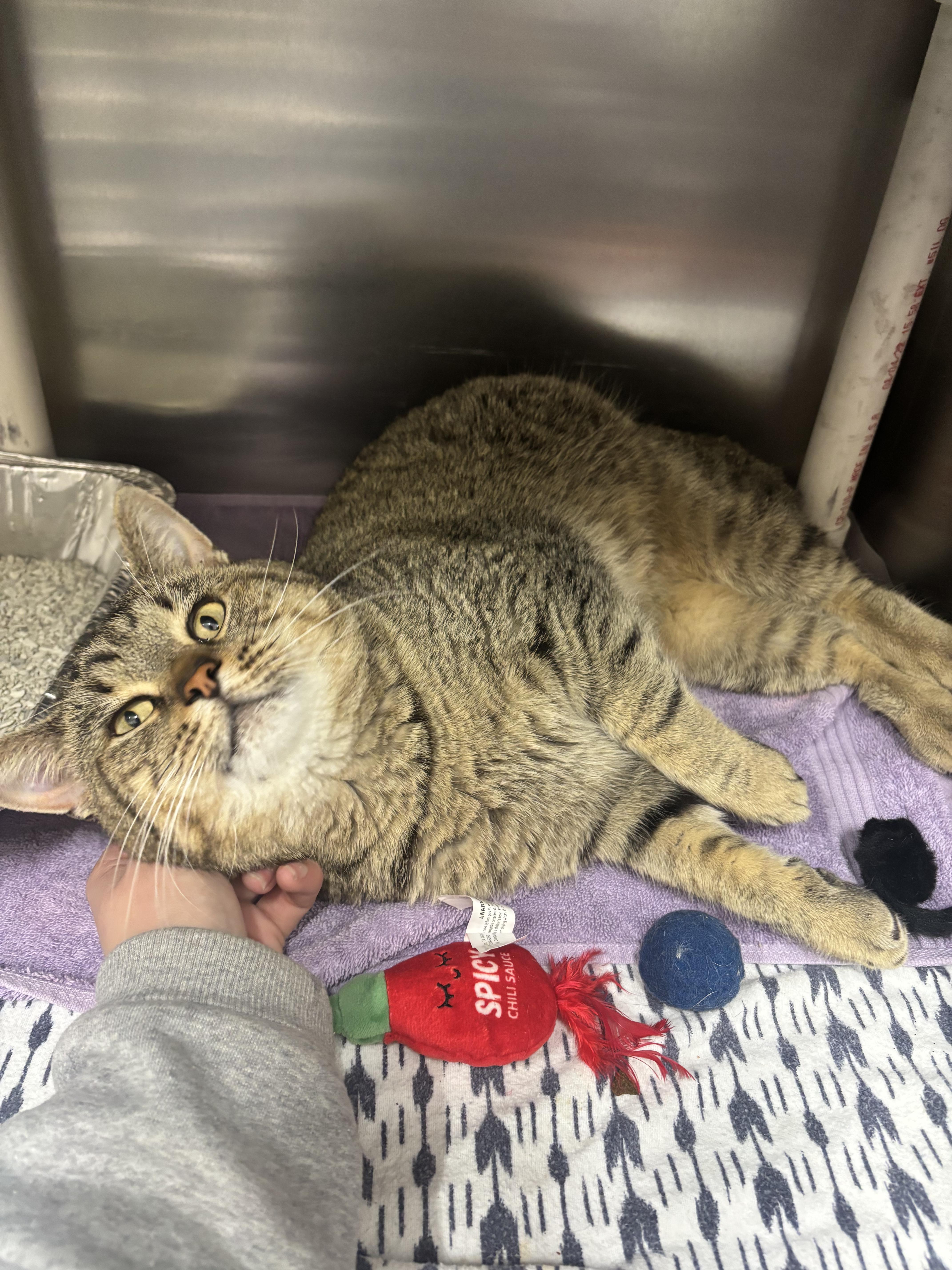 Ziggy, a Adoptable Domestic Short Hair in Culpeper, VA image 3/6