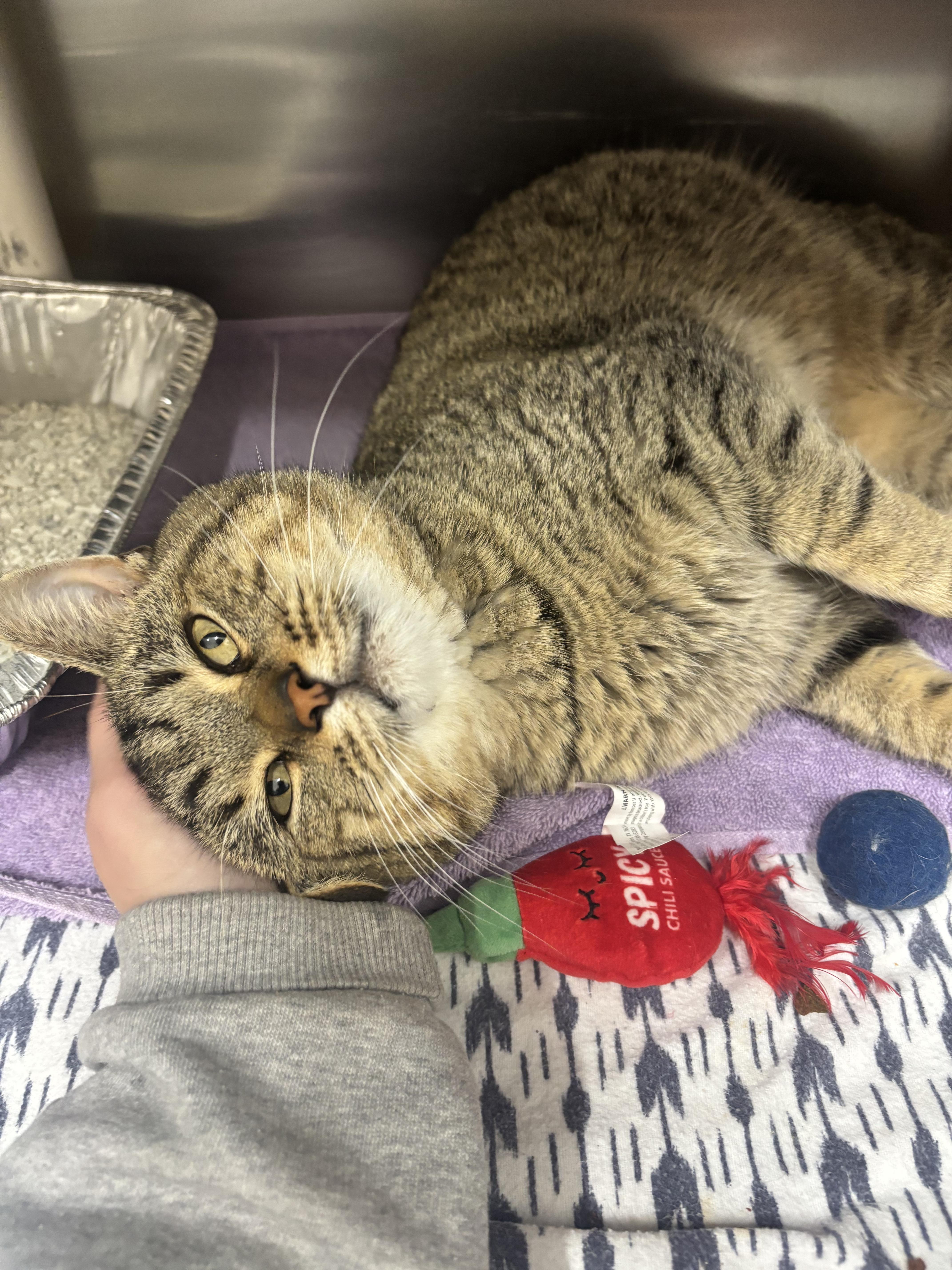 Ziggy, a Adoptable Domestic Short Hair in Culpeper, VA image 4/6