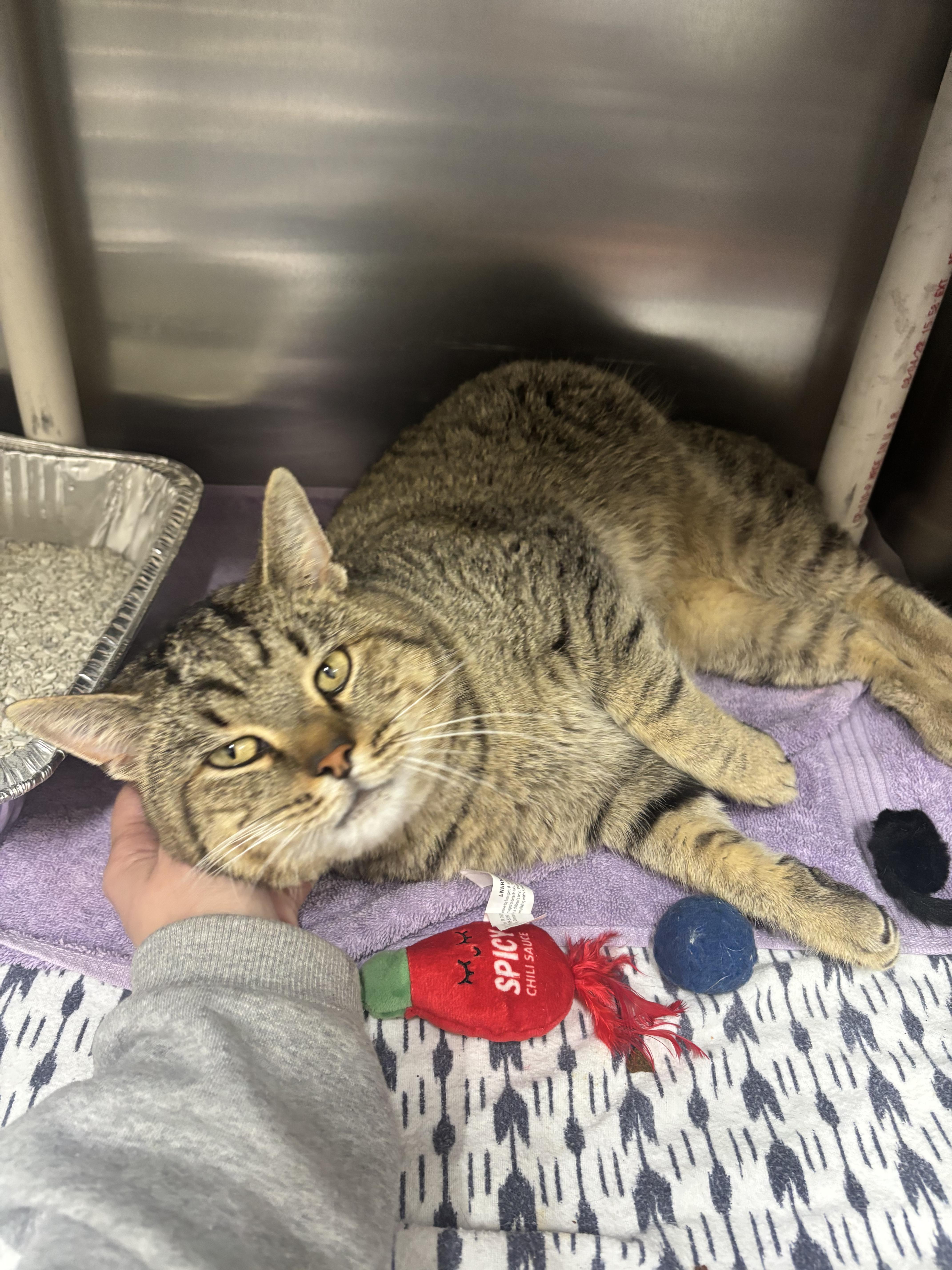 Ziggy, a Adoptable Domestic Short Hair in Culpeper, VA image 5/6