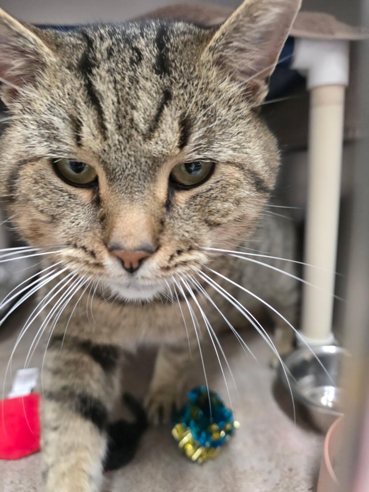 Ziggy, a Adoptable Domestic Short Hair in Culpeper, VA image 6/6