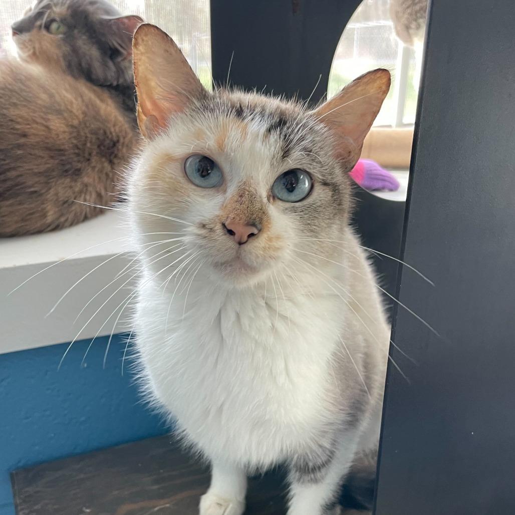 Katamine Kitty, Adoptable, Young Female Siamese.