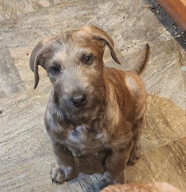 Axel, Adopted, Puppy Male Australian Shepherd & Standard Poodle.