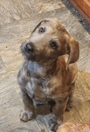 Axel, a Adopted mixed breed in Decatur, GA image 2/3