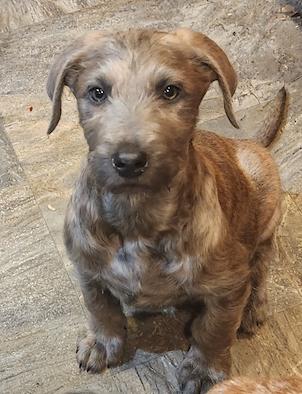 Axel, a Adopted mixed breed in Decatur, GA image 3/3