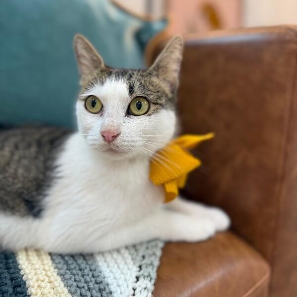 Strawberry Cookie — thumbnail 2