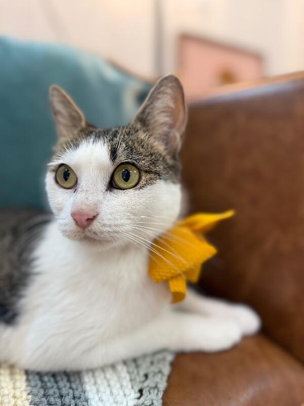 Strawberry Cookie — thumbnail 5