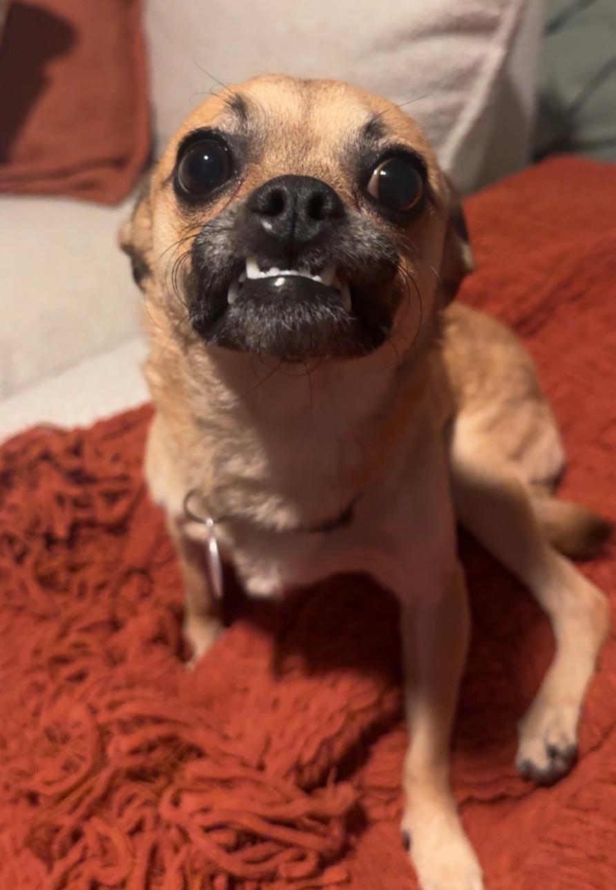 Enlarge Chico Meeko, a Adoptable Chihuahua in Osteen, FL image 1/3